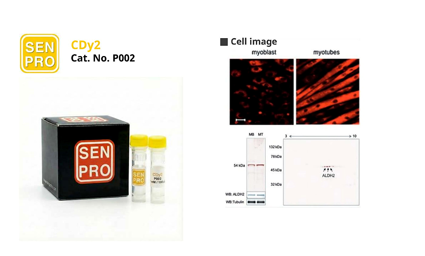SENPRO CDy2 分化肌细胞探针 P002 产品包装与实验图像