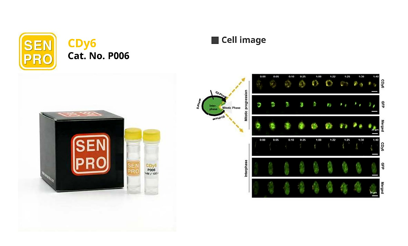 SENPRO CDy6 有丝分裂细胞探针 P006 产品包装与实验图像