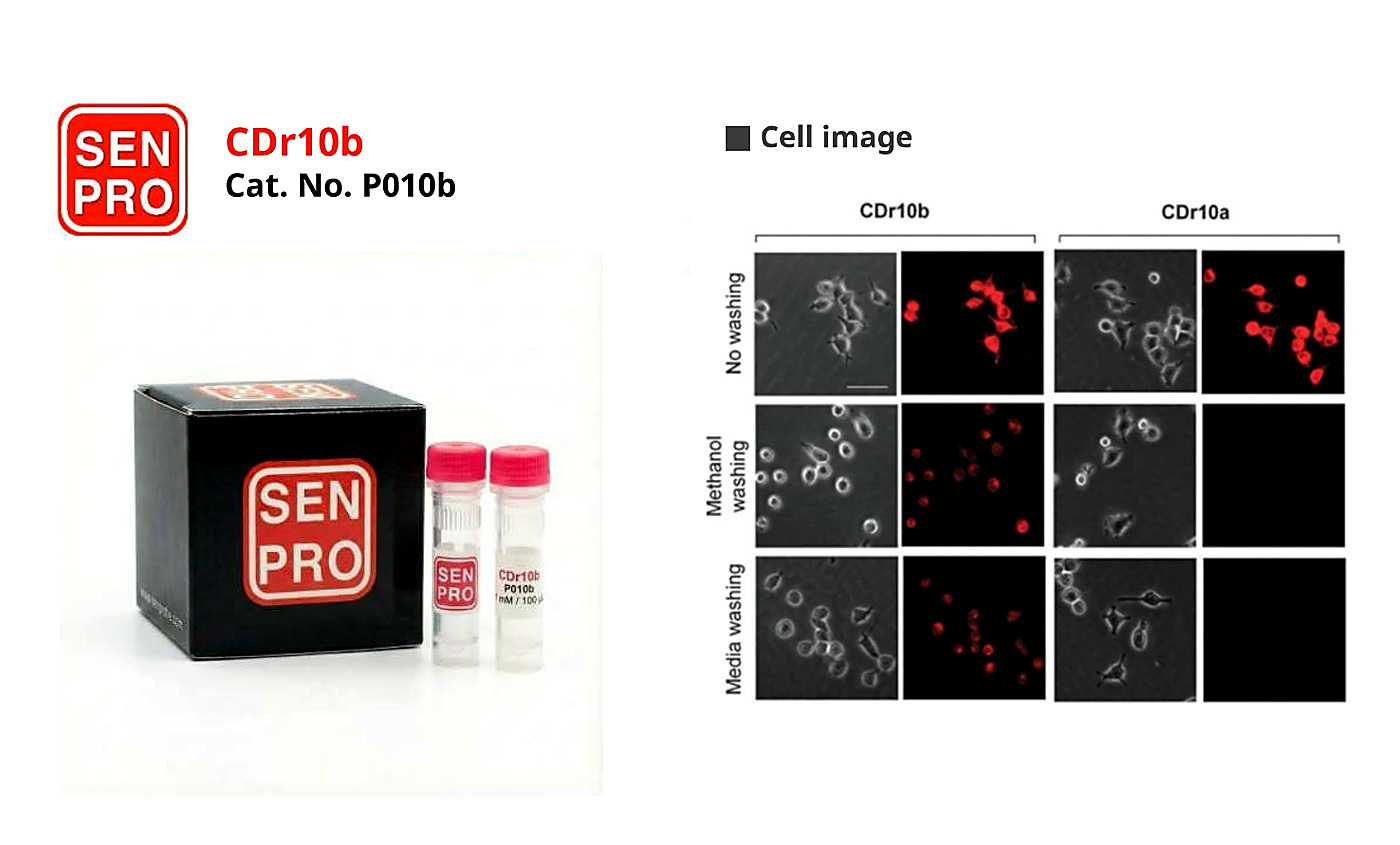 SENPRO CDr10b 原代小胶质细胞及小鼠 BV2 细胞系选择性探针 P010b 产品包装与实验图像
