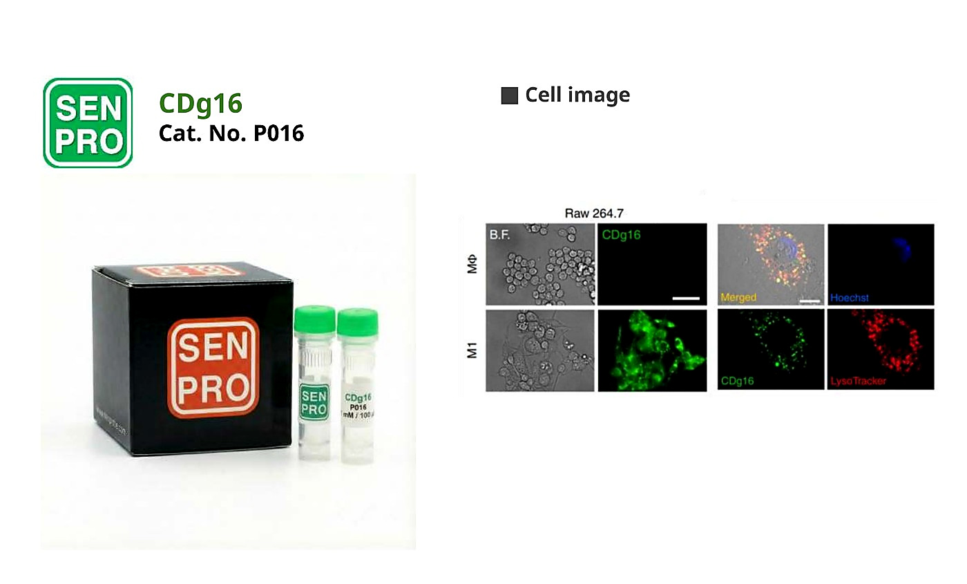SENPRO CDg16 激活巨噬细胞探针 P016 产品包装与实验图像