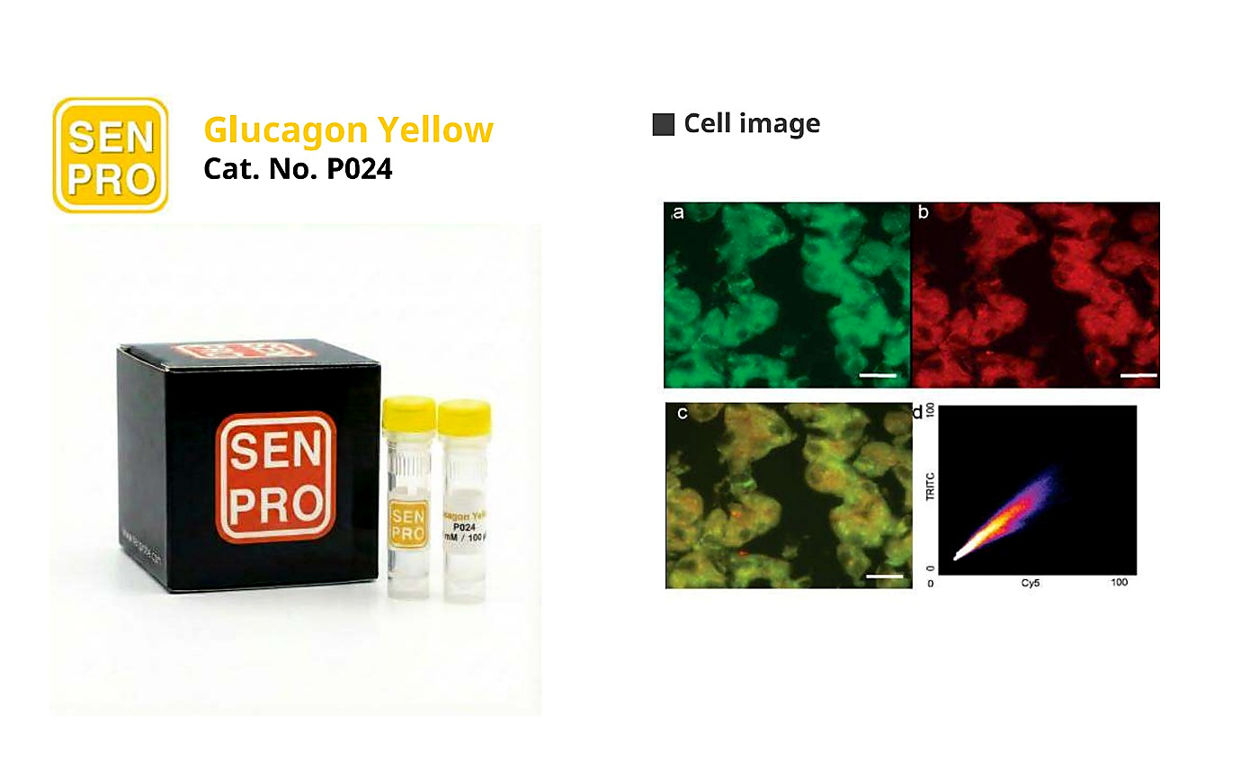 SENPRO Glucagon Yellow (GY) 胰腺 α 细胞探针 P024 产品包装与实验图像