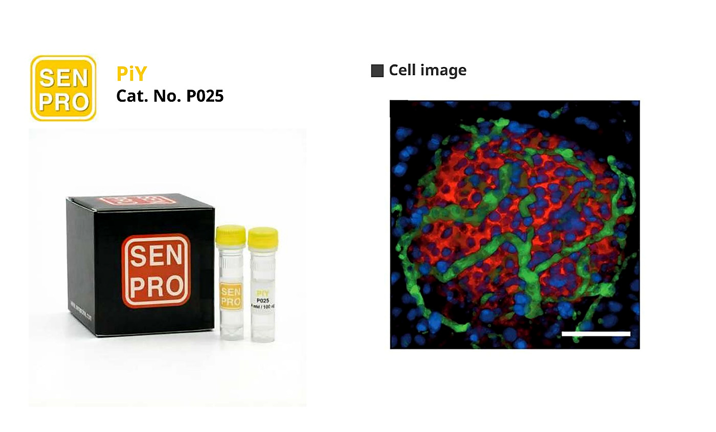 SENPRO PiY 胰腺 β 细胞探针 P025 产品包装与实验图像