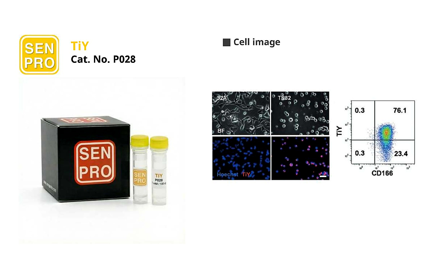 SENPRO TiY 肿瘤起始细胞(TIC)探针 P028 产品包装与实验图像
