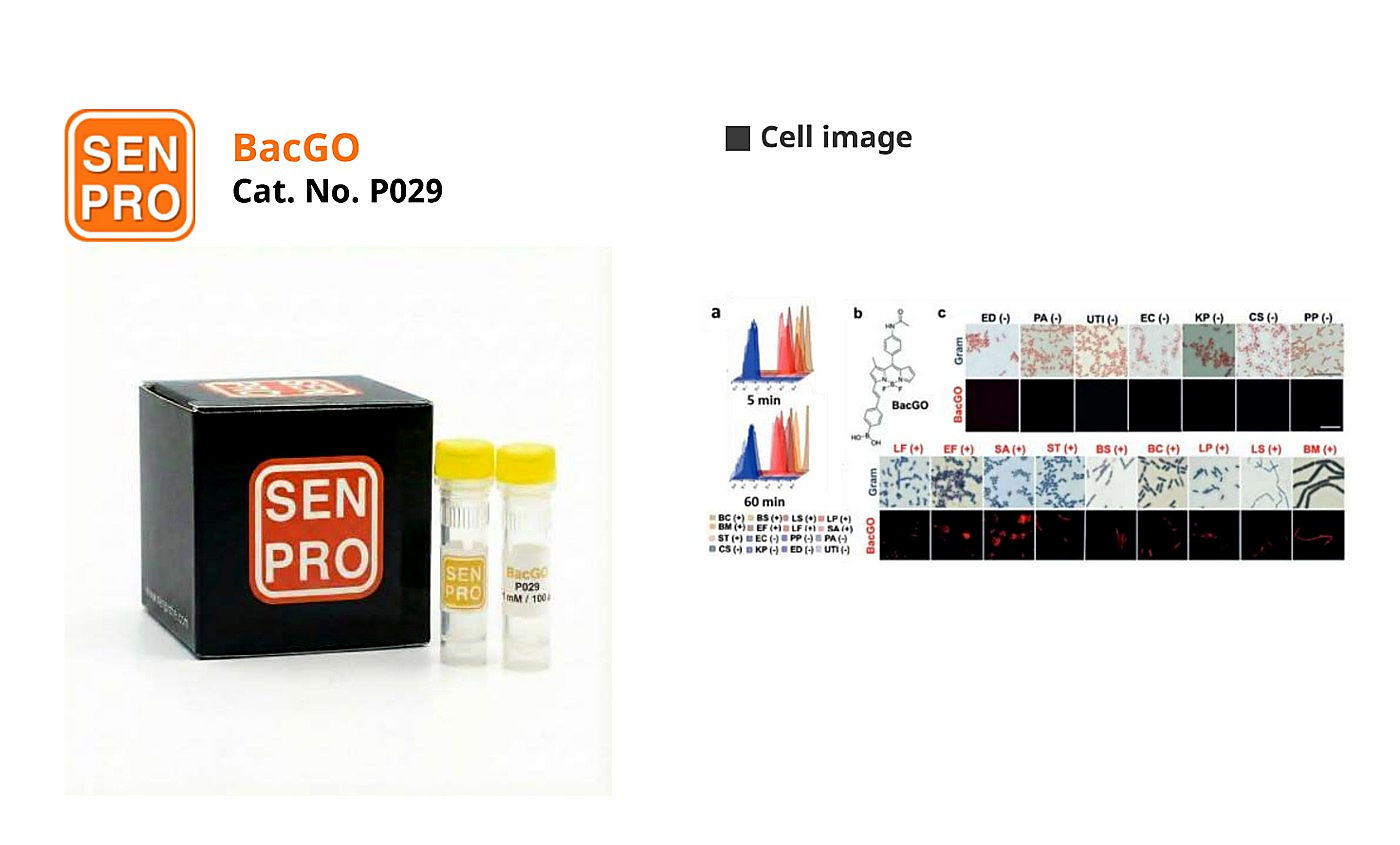 SENPRO BacGO 革兰氏阳性菌探针 P029 产品包装与实验图像