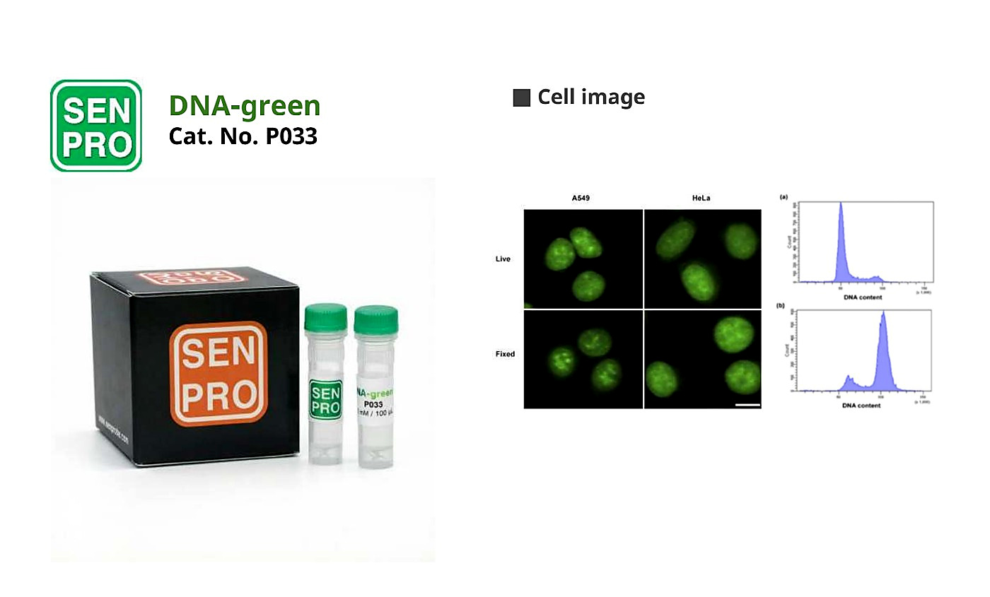 SENPRO DNA green DNA 选择性探针 P033 产品包装与实验图像