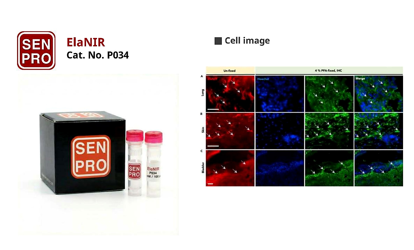 SENPRO ElaNIR 弹性蛋白近红外探针 P034 产品包装与实验图像