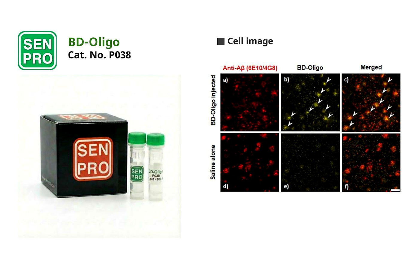 SENPRO BD-Oligo Aβ 寡聚体探针 P038 产品包装与实验图像