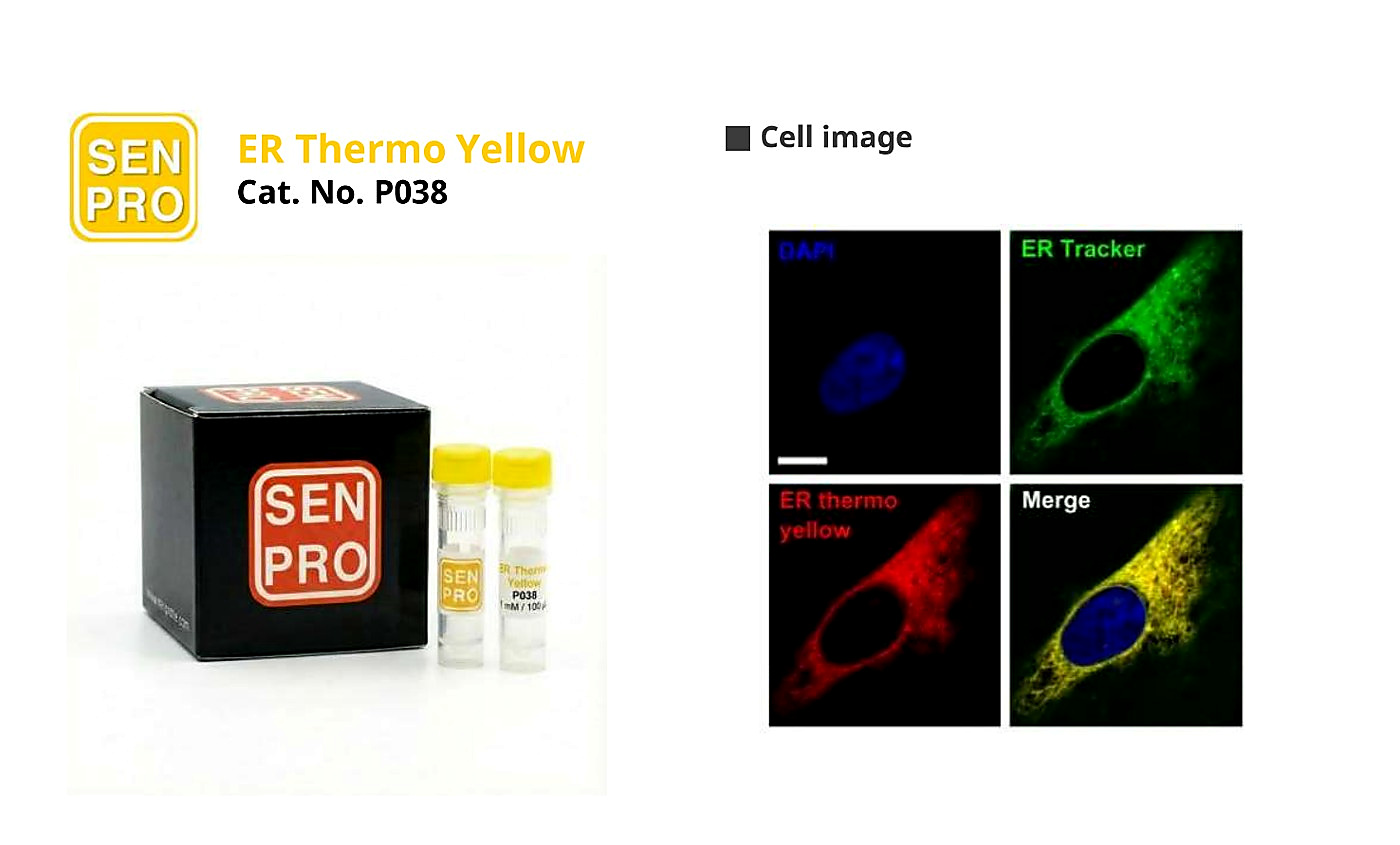 SENPRO ER Thermo Yellow 温度探针 P042 产品包装与实验图像
