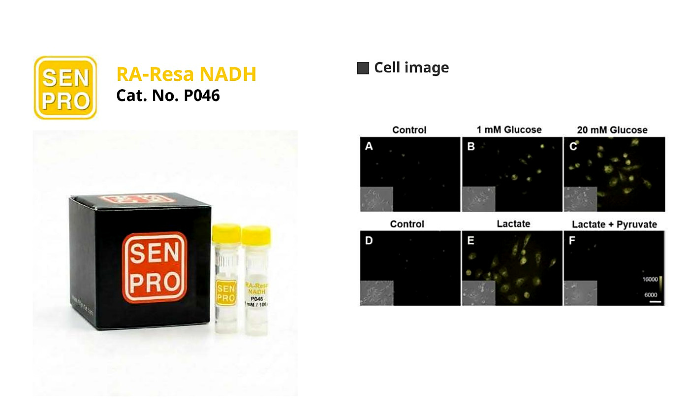 SENPRO RA-Resa NADH 荧光开启型 NADH 探针 P046 产品包装与实验图像