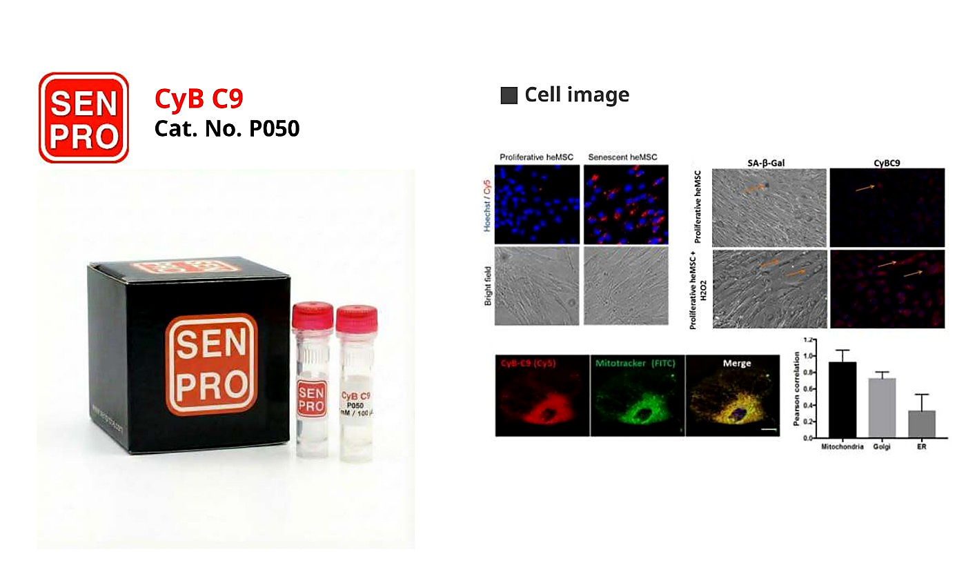 SENPRO CyB C9 衰老间充质基质细胞选择性探针 P050 产品包装与实验图像