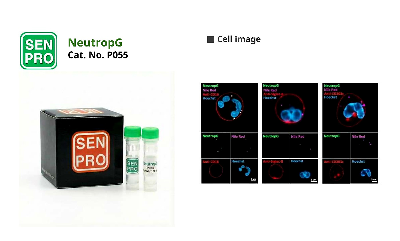 SENPRO NeutropG 中性粒细胞探针 P055 产品包装与实验图像