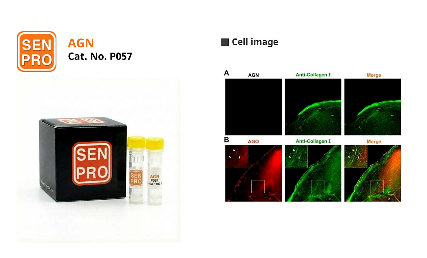 SENPRO AGN AGE 选择性阴性对照探针 P057 产品包装与实验图像