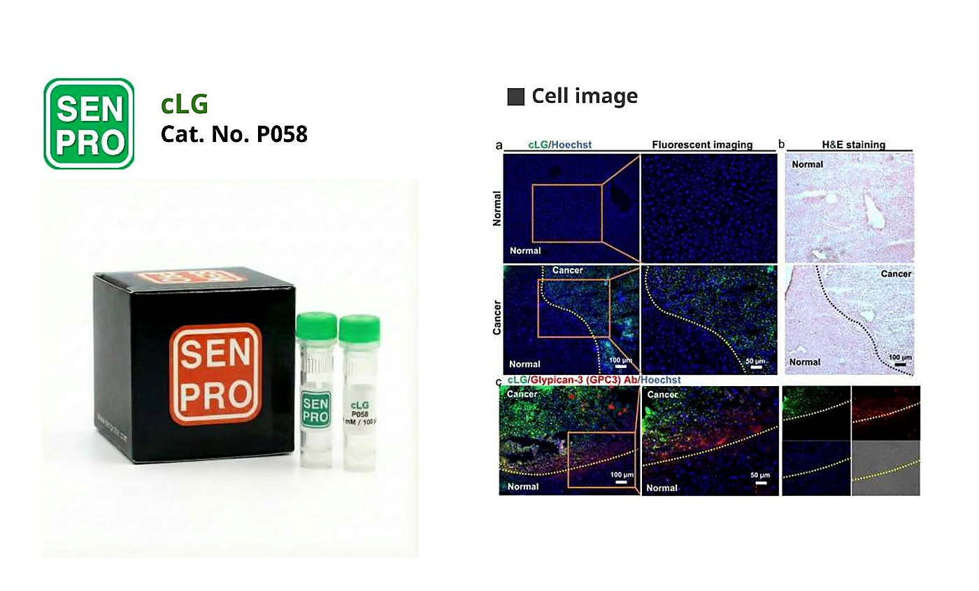 SENPRO cLG 肝癌细胞探针 P058 产品包装与实验图像