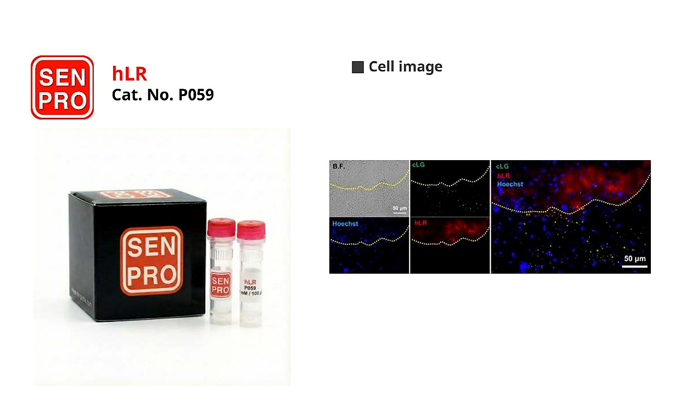 SENPRO hLR 健康肝细胞选择性探针 P059 产品包装与实验图像