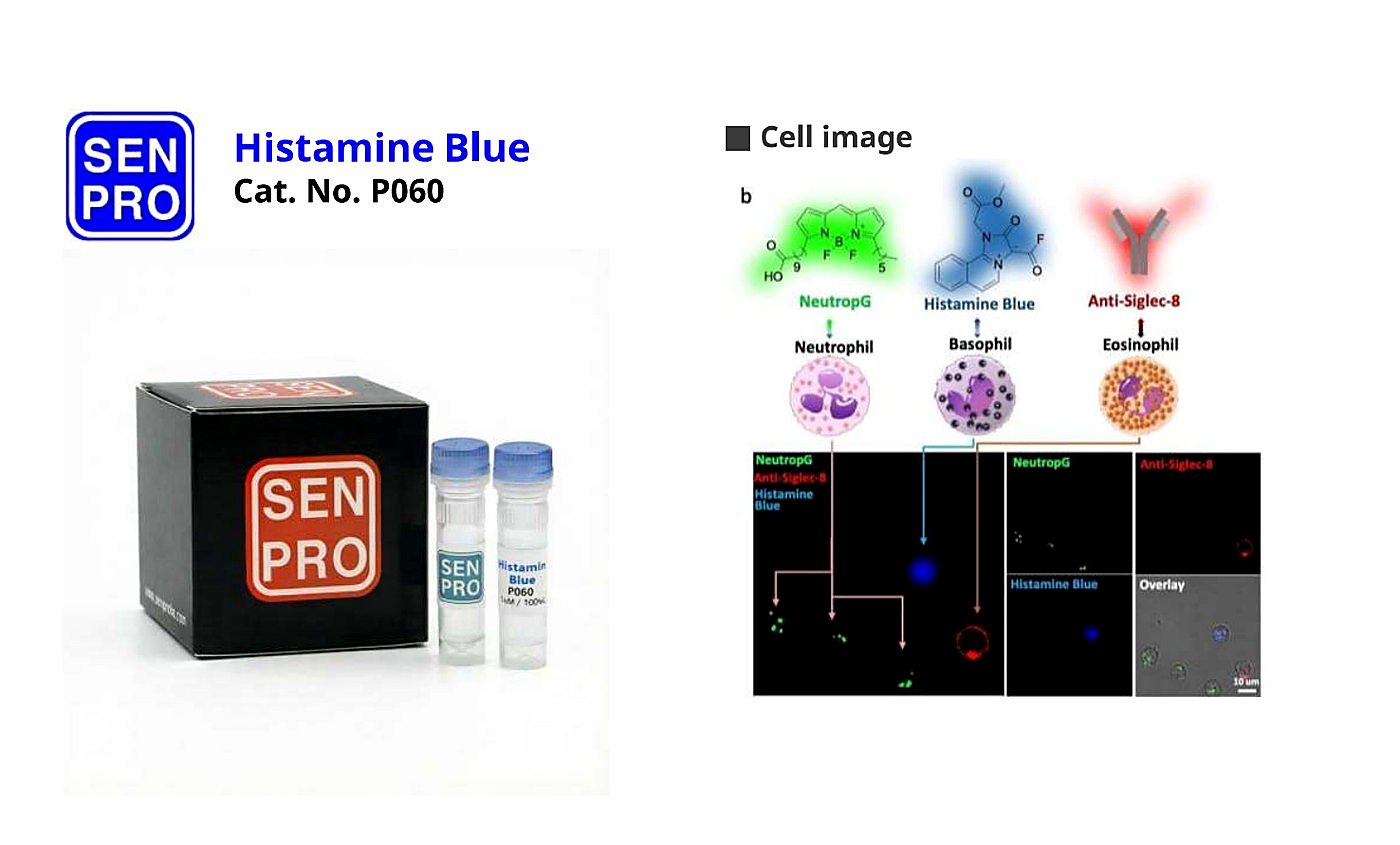 SENPRO Histamine Blue 通过组胺感知实现嗜碱性粒细胞选择性识别 P060 产品包装与实验图像